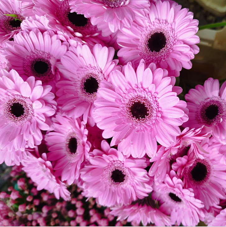 Řezané květiny živé